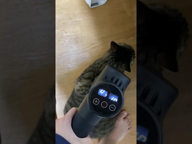 마사지 받는 고양이