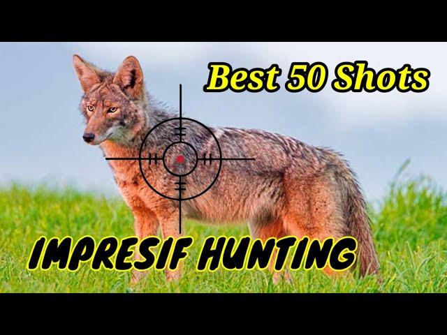 Record-breaking Fifty Coyote hunting shots || impressive hunt #coyote #coyotes #wolf  #hunting