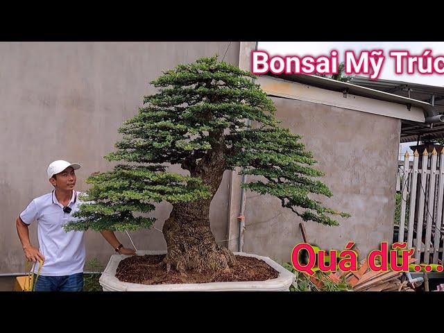 Ngắm nhìn những tác phẩm cây Bonsai đẹp mắt vườn Bonsai Mỹ Trúc ở Bến Tre.