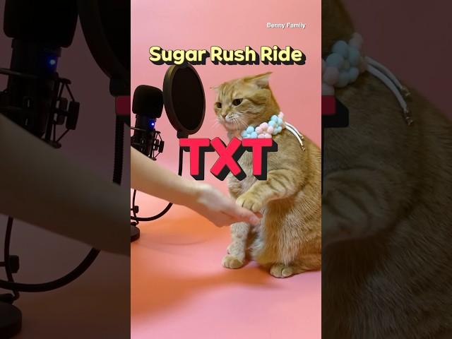 베니의 TXT(투모로우바이투게더) ‘Sugar Rush Ride’ cover by Benny the Cat #shorts