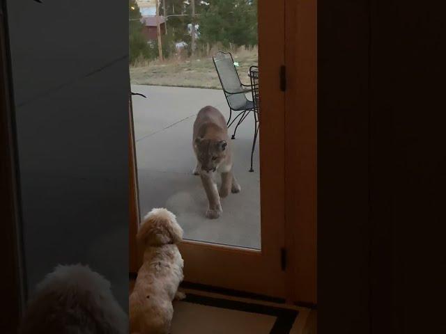 Fearless Tiny Dog Stares Down Huge Mountain Lion