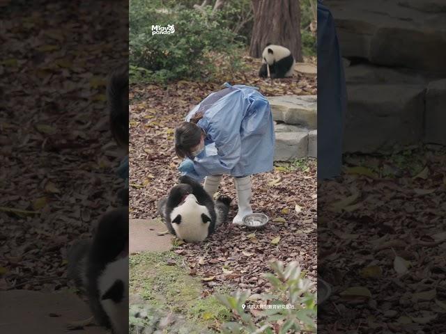 爱熊猫如爱孩子一样的饲养员