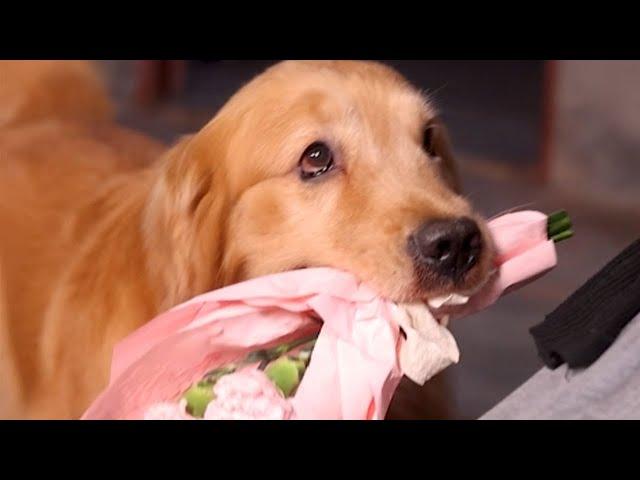 Golden Retriever Luhu：I want my mom to be healthy forever.#dog #puppy #pet #cutedog