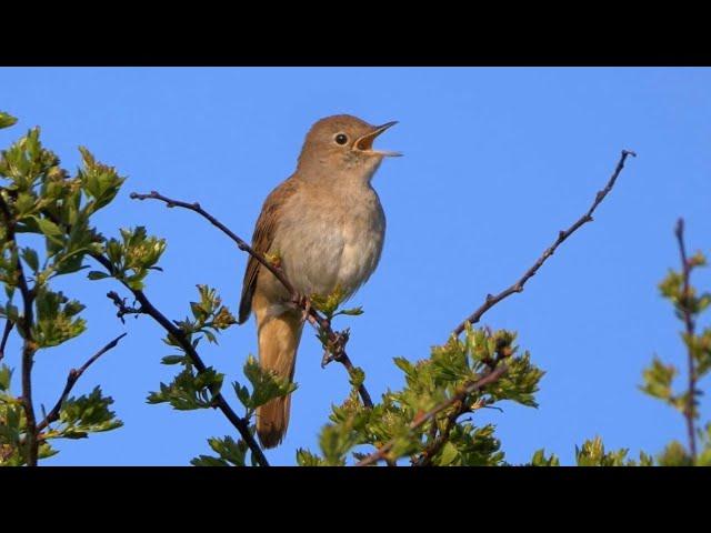 Eight Hours Relaxing Birdsong: The Nightingale