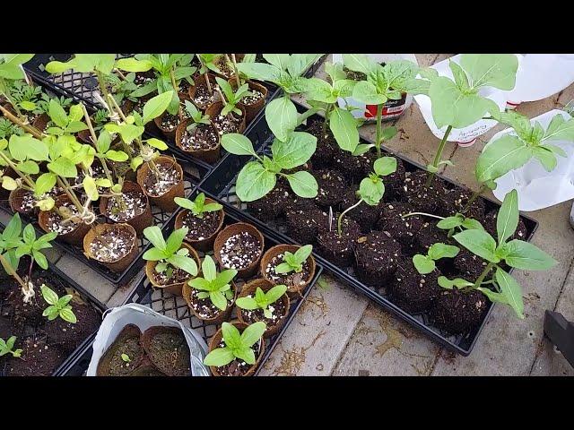 Soil blocks vs bio-pots, 5/23/22