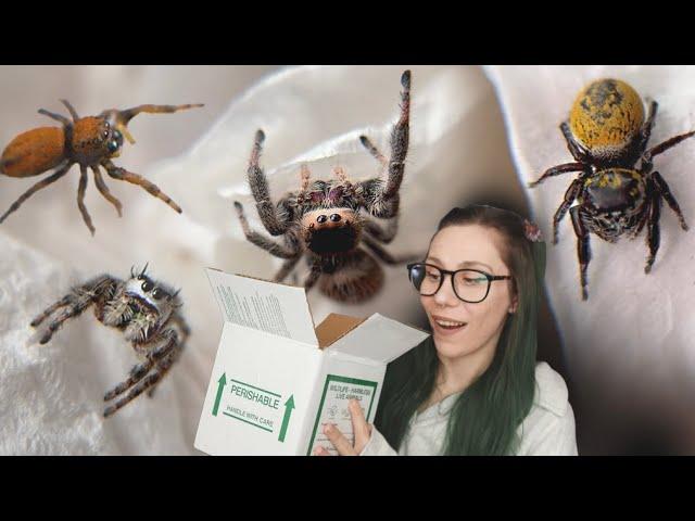 Unboxing 8!!! *DIFFERENT* Jumping Spider Species!! - Phiddpus - One Love Tarantulas