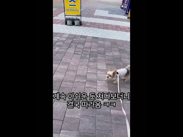 총총산책이 좋은 덕구 사실 병원가는 길  #강아지 #반려견 #강아지브이로그 #강아지일상 #doglife #dog #doglover #댕댕이