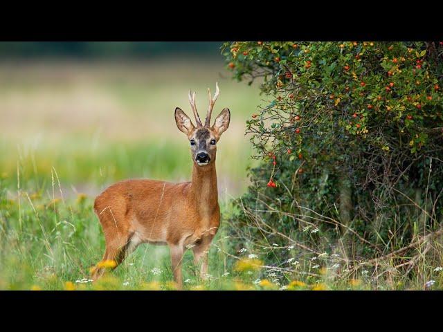 Cute and Funny Deers video | Baby Deer Videos for Kids | Funny Deer Videos | Whitetail Deer Videos