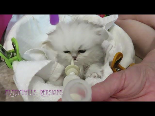 18 08 17 Feeding Persian Kitten Obi Wan