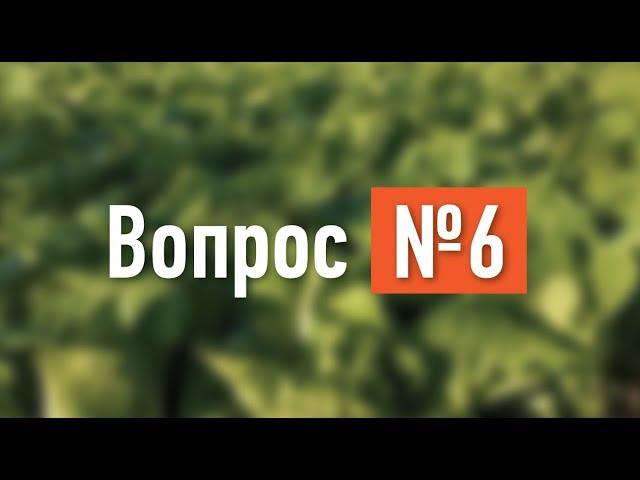 Вопрос №6. Технология выращивания озимого лука