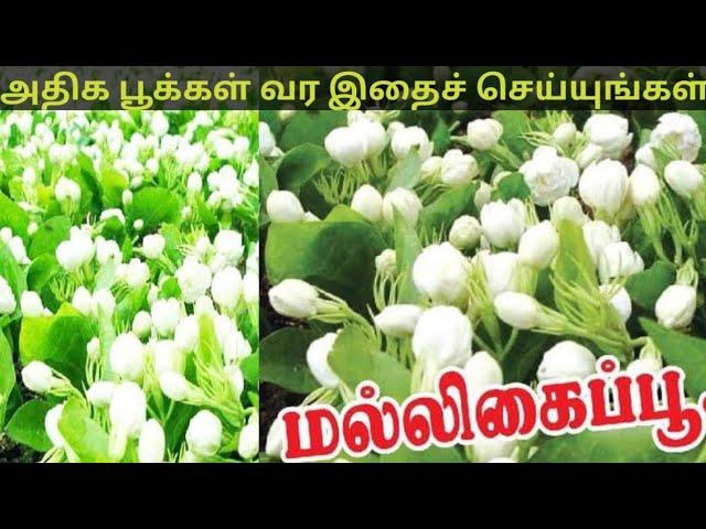 மல்லிகைச் செடியில் அதிக பூக்கள் வர இதைச் செய்யுங்கள்/Thendral Agri clinic/ அதிக லாபம் தரும் மல்லிகை