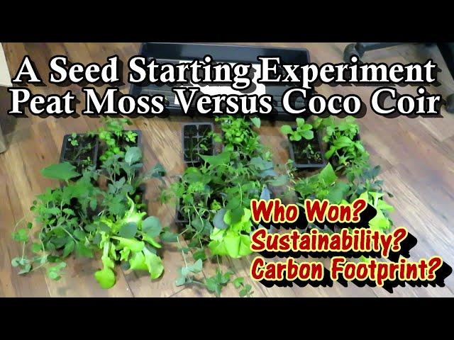 A Seed Starting Experiment  - Peat Moss v. Coco Coir:  Who Won, Environmental Concerns, Your Choice