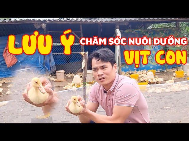 Lưu ý khi nuôi dưỡng, chăm sóc vịt con새끼 오리  키우기 주의사항