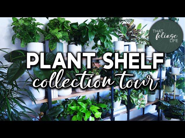 Plant Shelf Collection Tour (Over 50+ Houseplants!)