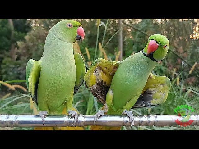 Parrot Calling Mithu Mithu