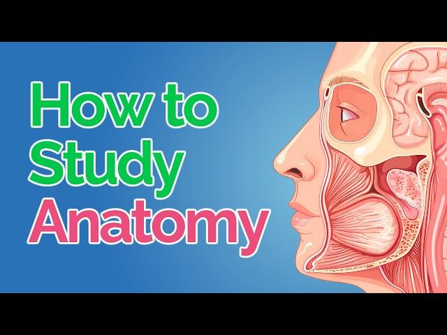 How to Study Anatomy in Med School  5 Fool-Proof Steps