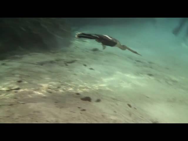 Anhinga and Cormorant swimming underwater.