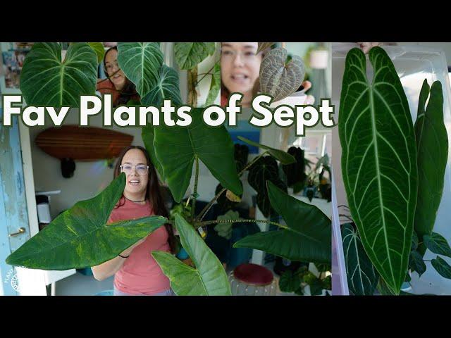 September Plant Favourites | Plant with Roos