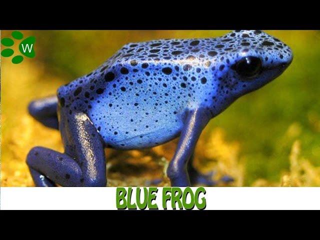 The Poisonous Dart Frog - Blue Frog