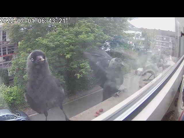 Birdwatch from my window (Episode 3) (Oddly satisfying catTV)