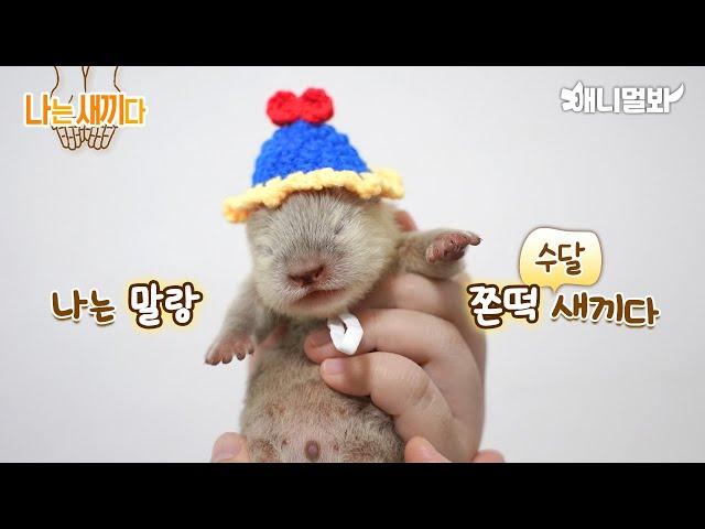 I'm 17 days old Otter Baby [I'm A Baby 84th]