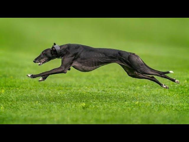 Top 10 Fastest Dog Breeds on Earth