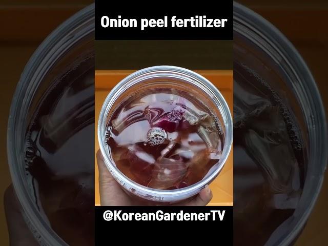 양파껍질 버리지 말고 식물에게 주세요ㅣOnion peel fertilizer #grow