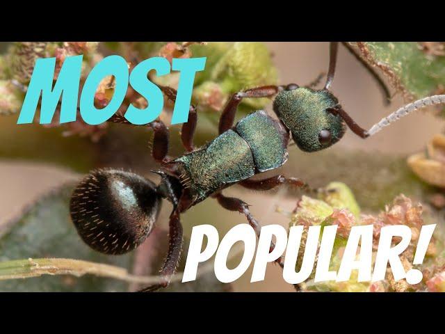 THE BEST BEGINNER ANT!