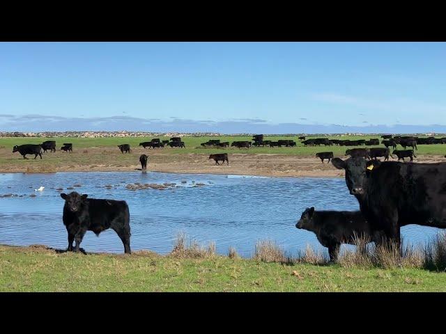 For Sale | Mundoo Island, Ewe Island and Long Island, South Australia