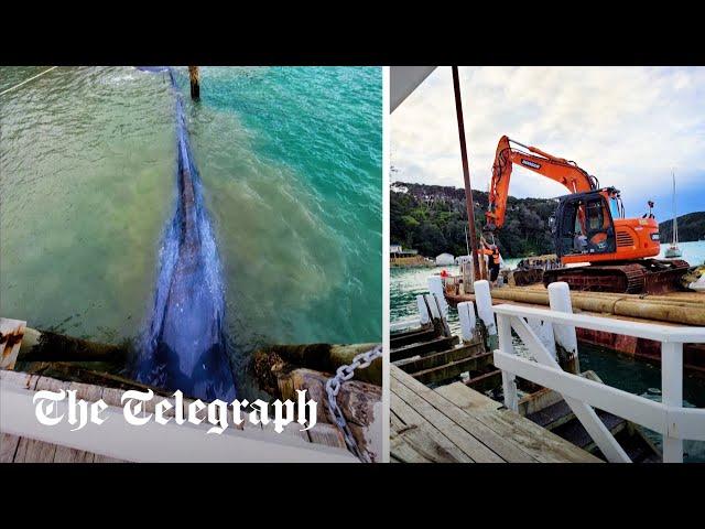 Pygmy blue whale trapped in New Zealand wharf