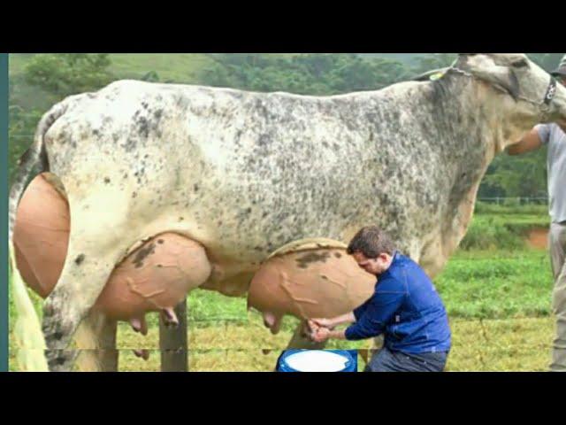 Highly Milking Biggest Udder Cows Breed in The World | Girlando Cow Farming documentary