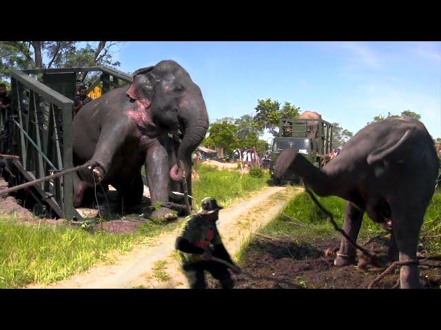 A giant elephant gets a pass to a safer jungle