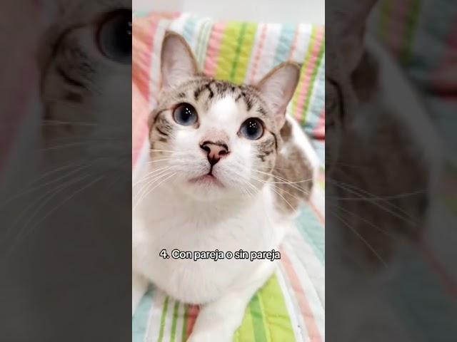 Contrato de adopción.  #sayapo_cats #gatos #gatitostiernos #cat #gato #catlover #gatitos