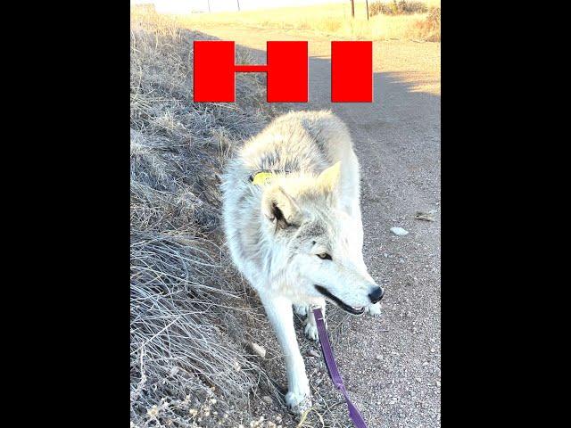 Wolfdog Learning To Sit & Say Hi This High Content Puppy Named Bear Learns Fast For Treats. #shorts