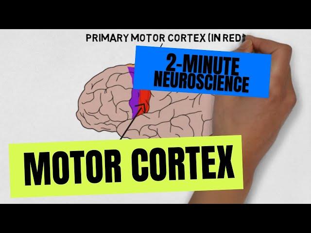 2-Minute Neuroscience: Motor Cortex