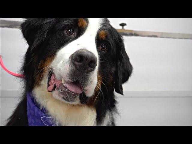 Bernese Mountain Dog ZOOMIES