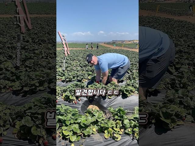세상에서 가장 큰 딸기 ㄷㄷ