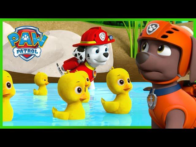 Marshall rettet den Ententeich - PAW Patrol Germany - Cartoons für Kinder