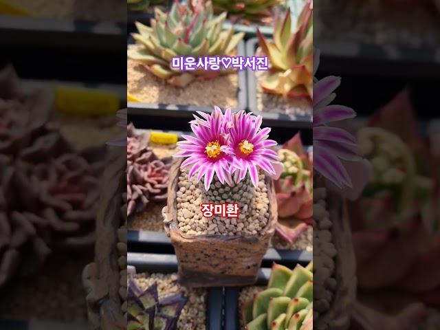 #시나브로 (육이랑냥이랑) #장미환#박서진#미운사랑