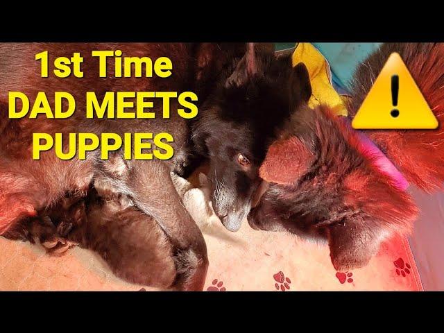 1st Time Dad Meets His Puppies - New Lycan Shepherd Litter