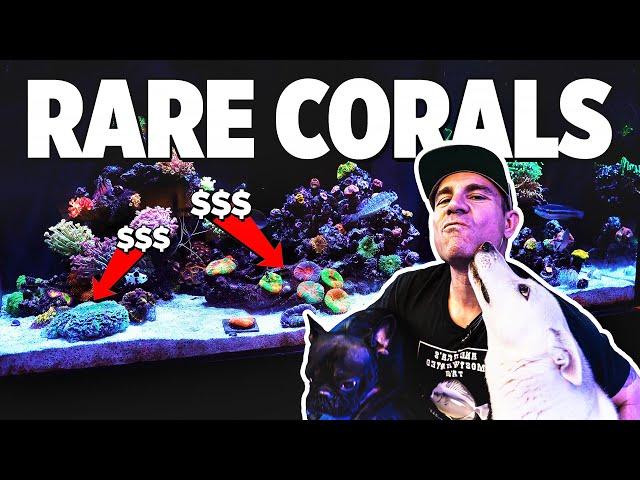 This Guy Collects Rare Corals!