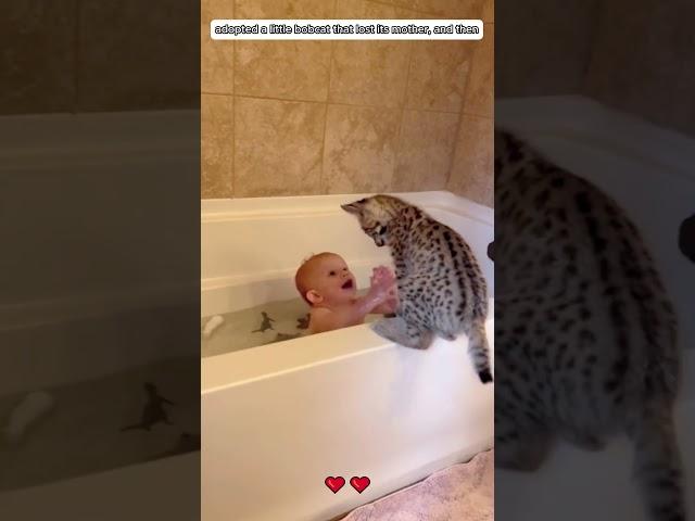 A family adopted a baby bobcat that was abandoned by its mother. #bobcat  #shorts #loveanimals