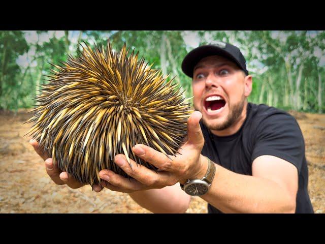 SPIKED by an Echidna!