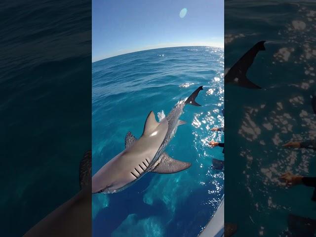 A Shark’s Graceful Swim Beside the Boat — Simply Stunning!  #sharkencounters