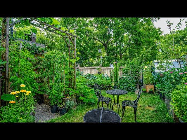 Food everywhere: Tour of our garden June 2023