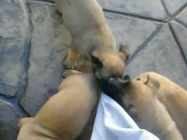 Belgian Malinois puppies biting.