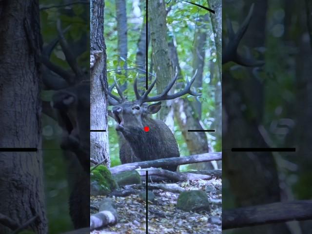 Gazelle | Deer | Gazella | ظبي