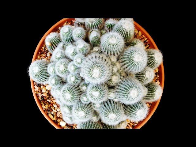 How to PROPAGATE CACTUS from CUTTINGS? | PLANT CARE