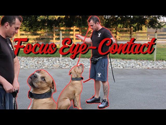 How to train eye contact! 100% Focus from your dog