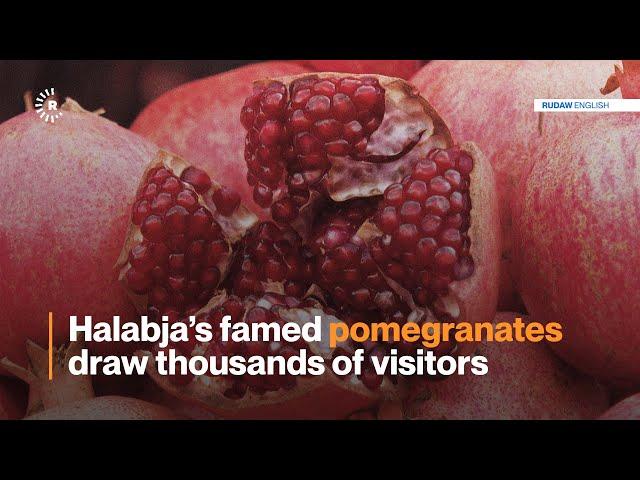 Halabja’s famed pomegranates draw thousands of visitors